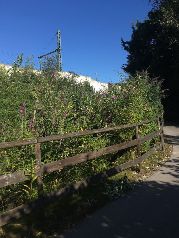 path remembrance Dachau